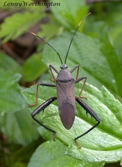 Notobitus meleagris