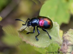Platycorynus undatus