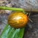 Oides maculata - Photo (c) Len Worthington, alguns direitos reservados (CC BY-SA), uploaded by Len Worthington