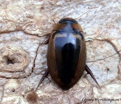 Hydaticus luczonicus
