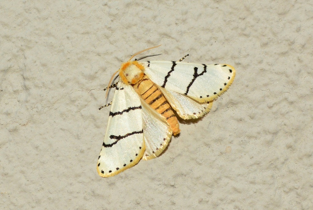 Proschaliphora butti