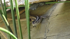 Liolaemus schroederi