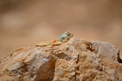 Pseudotrapelus sinaitus