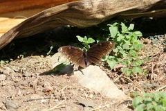 Hypolimnas bolina