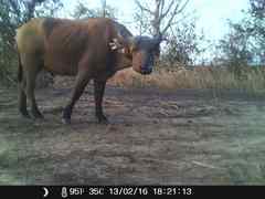 Syncerus caffer brachyceros