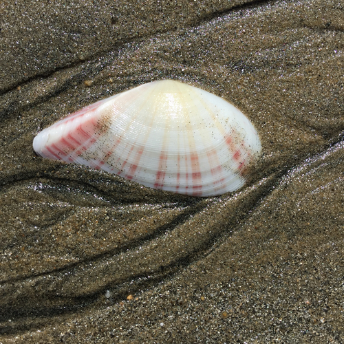 Tellinella virgata, 2025-08-06