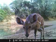 Tragelaphus scriptus
