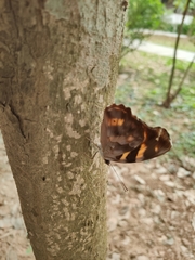 Herona marathus