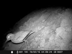 Burhinus senegalensis