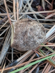 Rhizopogonaceae