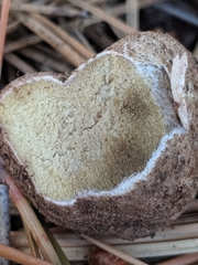 Rhizopogonaceae