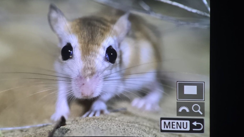 Indian Hairy-footed Gerbil