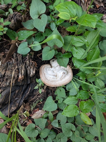 Ganoderma applanatum