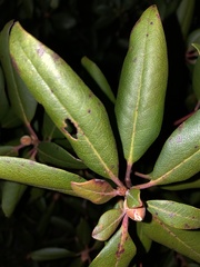 Rhododendron minus