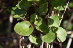 Muehlenbeckia complexa grandifolia
