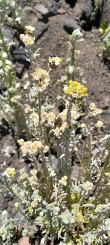Pseudognaphalium sandwicensium observed 2025-08-01