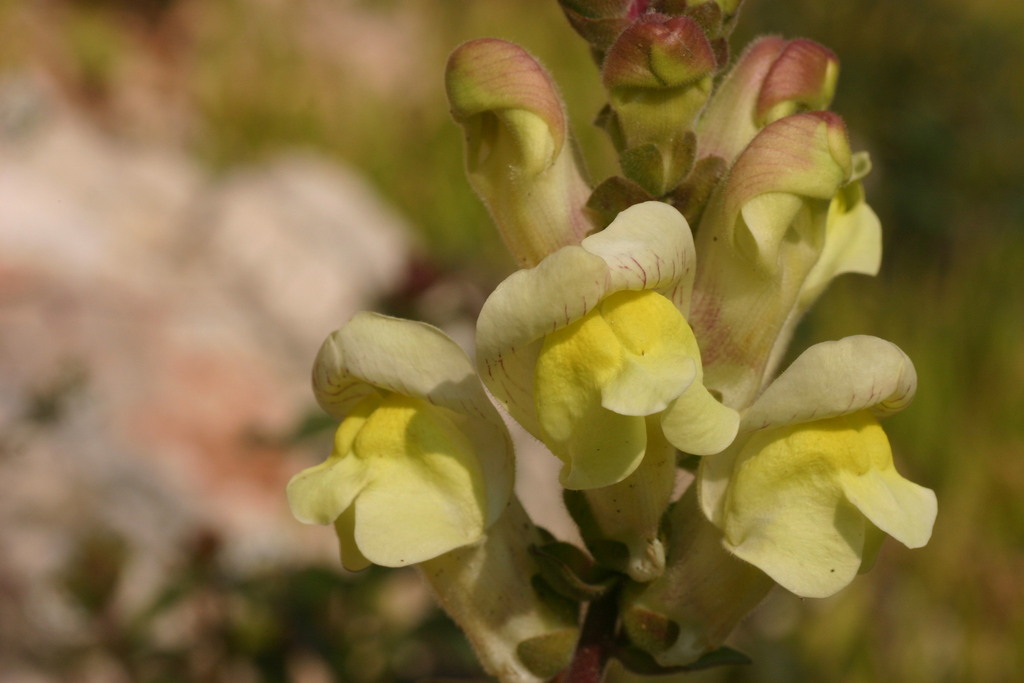 Large Snapdragon