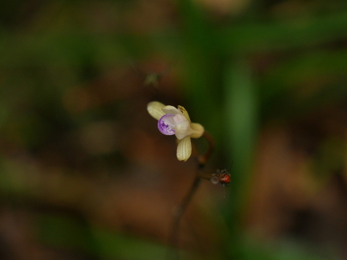Lecanorchis nigricans iNat (1)