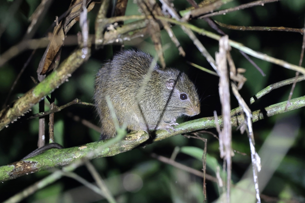 Long-Tailed Armored Tree-Rat
