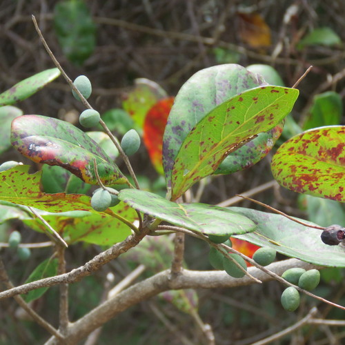 Australian almond (Terminalia muelleri)