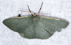 Prasinocyma ocyptera