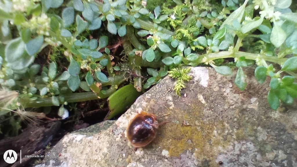 Nilio chiriquensis