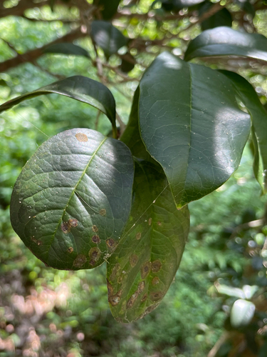 Osmanthus fragrans iNat (2)