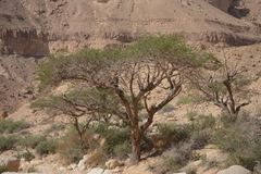 Vachellia tortilis raddiana