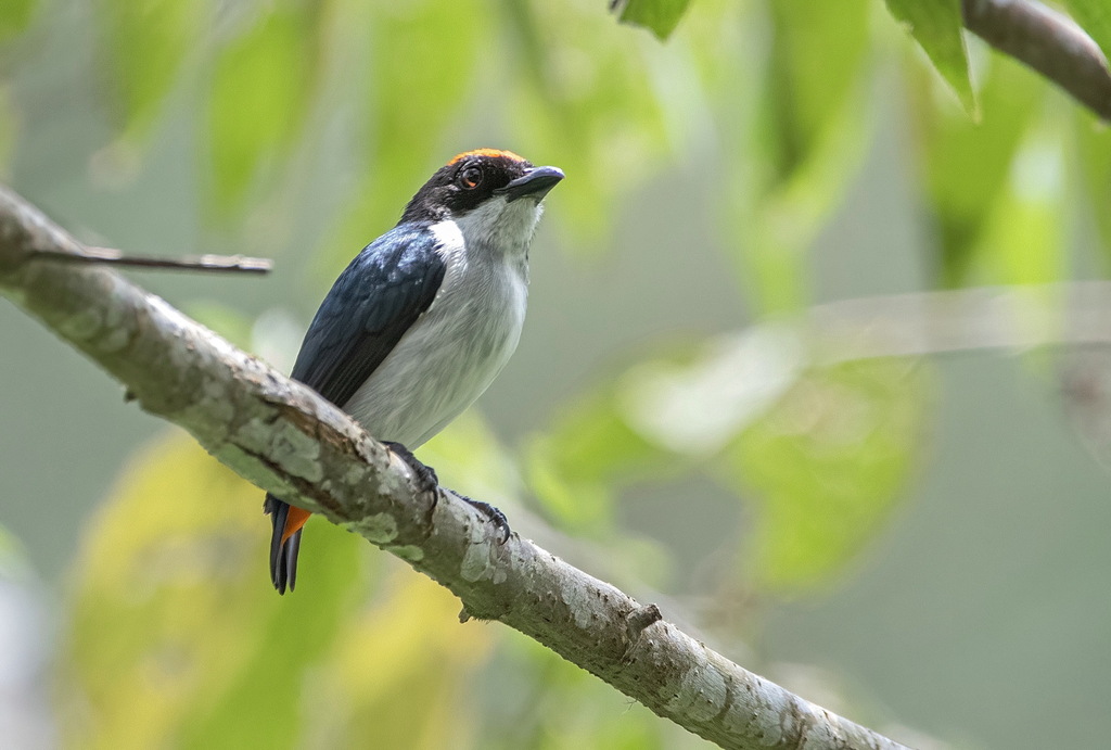 Flame-Crowned Flowerpecker