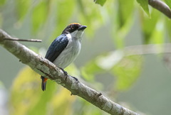 Flame-Crowned Flowerpecker photo 1