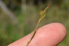 Muehlenbeckia complexa grandifolia