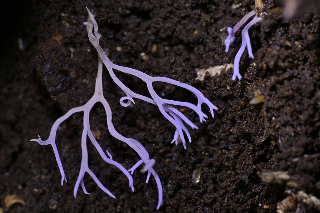 Ramariopsis pulchella · August 2025 · photo: © christopherstephens (iNaturalist, cc-by)