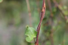 Muehlenbeckia complexa grandifolia
