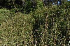 Muehlenbeckia complexa grandifolia