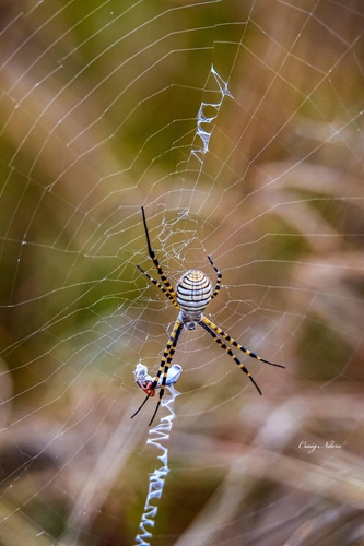 Banded Garden Spider