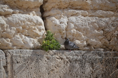 Columba livia domestica