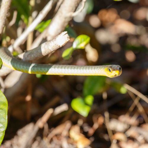 Common Tree Snake sighting