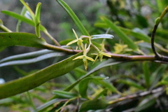 Epidendrum ramosum