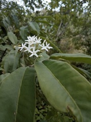 Vallesia conzattii