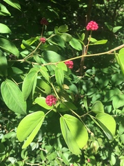 Calliandra tergemina emarginata