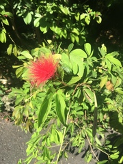 Calliandra tergemina emarginata