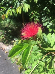 Calliandra tergemina emarginata