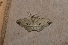 Melanolophia bugnathos