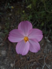 Cosmos crithmifolius