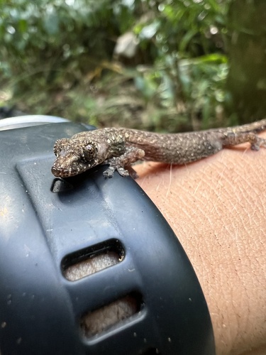 Hemiphyllodactylus typus observed 2025-08-05