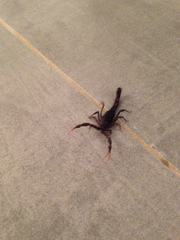 Hottentotta judaicus