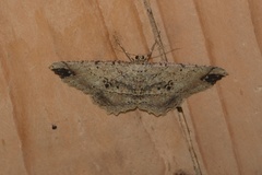 Melanolophia bugnathos