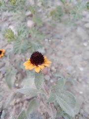 Sanvitalia fruticosa