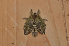 Euglyphis submarginalis