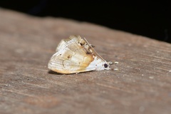 Lipocosma nigripictalis